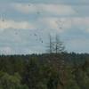 Modell-Flugschau Sport- und Segelfliegerclub Bad Waldsee- Reute e.V.