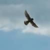 Modell-Flugschau Sport- und Segelfliegerclub Bad Waldsee- Reute e.V.