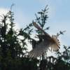 Modell-Flugschau Sport- und Segelfliegerclub Bad Waldsee- Reute e.V.