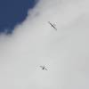 Modell-Flugschau Sport- und Segelfliegerclub Bad Waldsee- Reute e.V.