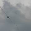 Modell-Flugschau Sport- und Segelfliegerclub Bad Waldsee- Reute e.V.
