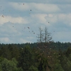 Modell-Flugschau Sport- und Segelfliegerclub Bad Waldsee- Reute e.V.