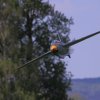Modellflugtag Flugmodellsportgruppe Ertingen e.V. 08.05.2016