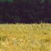 40 Jahre MFC-Untermünkheim