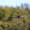 Modellflugtag Oldtimertreffen Hülben 25.07.2015