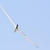 Modellflugtag Seekirch 2014