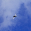 Modellflugtag Tag der Deutschen Modellflieger Modellfluggruppe Seekirch 03.10.2016
