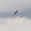 Modellflugtage Esslingen 17.09.2016