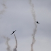 Modellflugtage Esslingen 17.09.2016