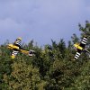 Modellflugtage Esslingen 20.09.2015