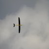 Modellflugtage Esslingen 20.09.2015