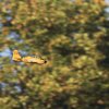 Modellflugtage Esslingen 20.09.2015