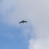 Modellflugtage Esslingen 20.09.2015