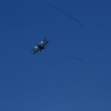 Modellflugtag Modellsportverein Langenau e.V.  10.07.201