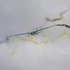 MULTIPLEX / HiTEC Airshow 09.05.2015