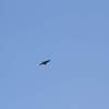 MULTIPLEX / HiTEC Airshow 09.05.2015