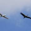 MULTIPLEX / HiTEC Airshow 10.05.2015