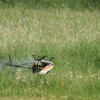 MULTIPLEX / HiTEC Airshow 10.05.2015