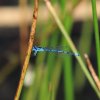 Naturschutzgebiet Listhof 17.06.2017