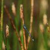 Naturschutzgebiet Listhof 17.06.2017