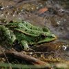 Naturschutzgebiet Listhof 17.06.2017