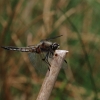 Naturschutzgebiet Listhof 17.06.2017
