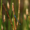 Naturschutzgebiet Listhof 17.06.2017