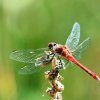 Naturschutzgebiet Listhof 21.07.2017