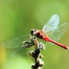 Naturschutzgebiet Listhof 21.07.2017
