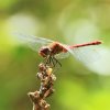 Naturschutzgebiet Listhof 21.07.2017