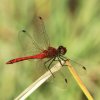 Naturschutzgebiet Listhof 21.07.2017