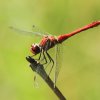 Naturschutzgebiet Listhof 21.07.2017