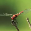 Naturschutzgebiet Listhof 21.07.2017