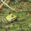 Naturschutzgebiet Listhof 21.07.2017