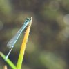 Naturschutzgebiet Listhof 21.07.2017
