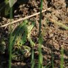 Naturschutzgebiet Listhof 21.07.2017