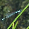 Naturschutzgebiet Listhof 21.07.2017