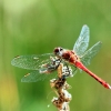 Naturschutzgebiet Listhof 21.07.2017