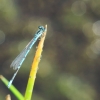 Naturschutzgebiet Listhof 21.07.2017
