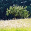Naturschutzgebiet Listhof 21.07.2017