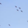 Oldtimer-Fliegertreffen Hahnweide 09.09.2016