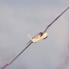 Oldtimer-Fliegertreffen Hahnweide  11.09.2016