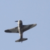 Oldtimer-Fliegertreffen Hahnweide  11.09.2016