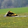 32. Oldtimer- und Dampfmaschinenfest Eisberg 01.05.2016
