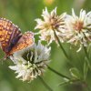 Pflanzen und Tiere