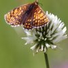 Pflanzen und Tiere