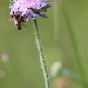 Pflanzen und Tiere