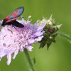 Pflanzen und Tiere