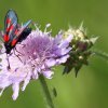 Pflanzen und Tiere