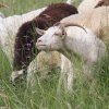 Pflanzen und Tiere